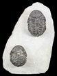 Two Pedinopariops Trilobites - Mrakib, Morocco #55469-1